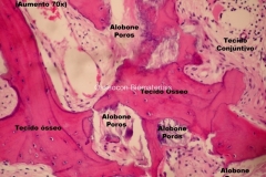 Histologia Alobone Foto 11